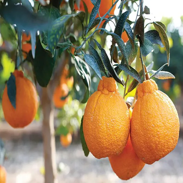 Dekopon_Orange_Santra_Grafted_Fruit_Plant_(1.5-2_Feet_Height)