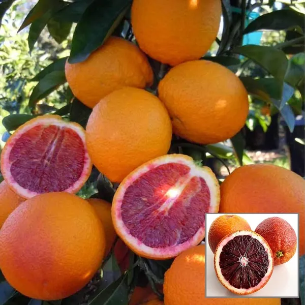 Moro_Blood_Orange_Santra_Grafted_Fruit_Plant_(1.5-2_Feet_Height)