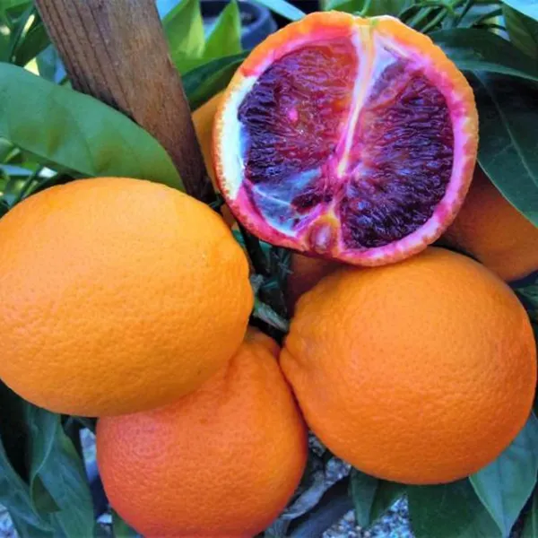 Moro_Blood_Orange_Santra_Grafted_Fruit_Plant_(1.5-2_Feet_Height)