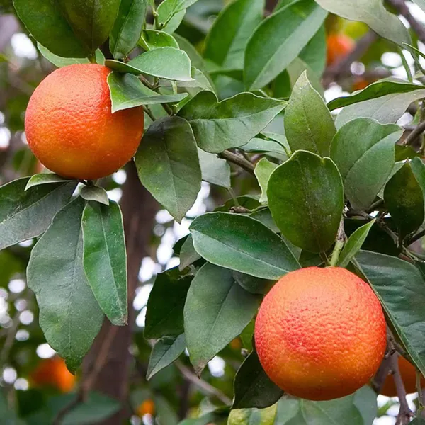 Moro_Blood_Orange_Santra_Grafted_Fruit_Plant_(1.5-2_Feet_Height)