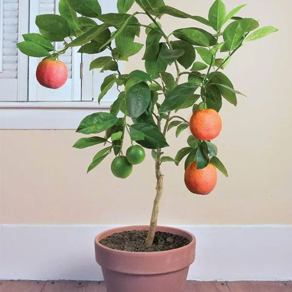 Moro_Blood_Orange_Santra_Grafted_Fruit_Plant_(1.5-2_Feet_Height)