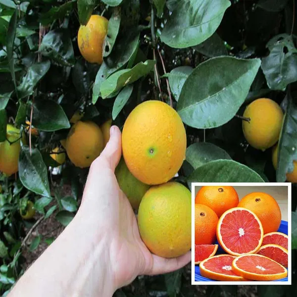 Cara_Cara_Navel_Orange_Santra_Grafted_Fruit_Plant_(1.5-2_Feet_Height)