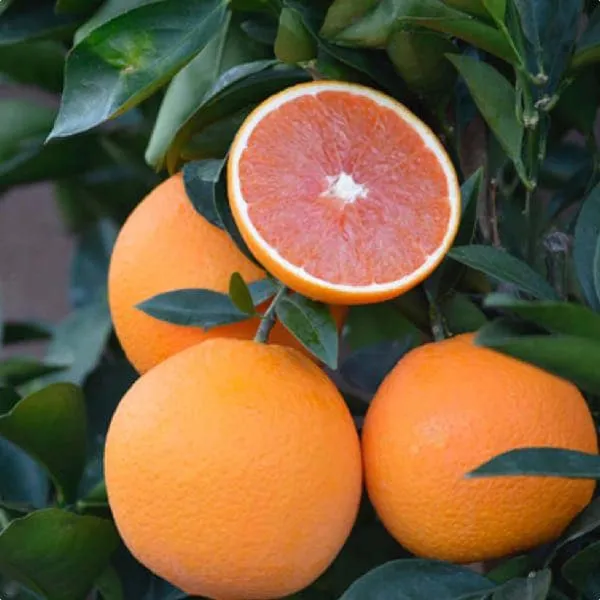 Cara_Cara_Navel_Orange_Santra_Grafted_Fruit_Plant_(1.5-2_Feet_Height)