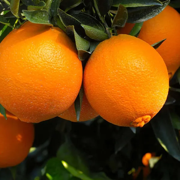 Cara_Cara_Navel_Orange_Santra_Grafted_Fruit_Plant_(1.5-2_Feet_Height)