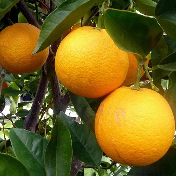 Cara_Cara_Navel_Orange_Santra_Grafted_Fruit_Plant_(1.5-2_Feet_Height)