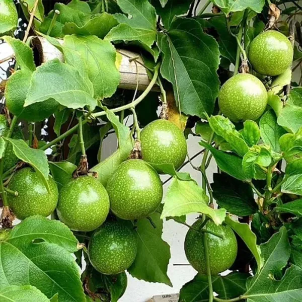 Passion_Fruit_Climbing_Plant