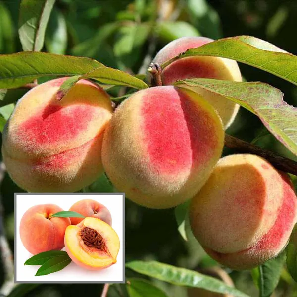 Sharbati_Peach_Grafted_Fruit_Plant_(2-3_Feet_Height)