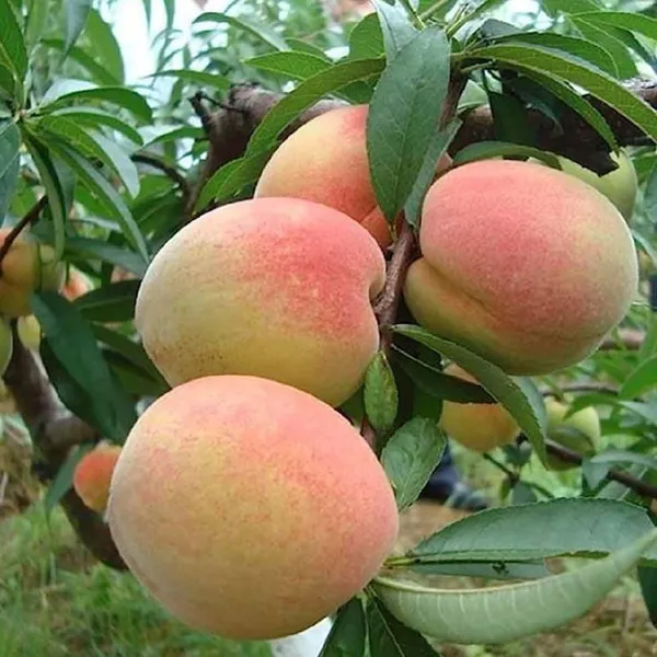 Sharbati_Peach_Grafted_Fruit_Plant_(2-3_Feet_Height)
