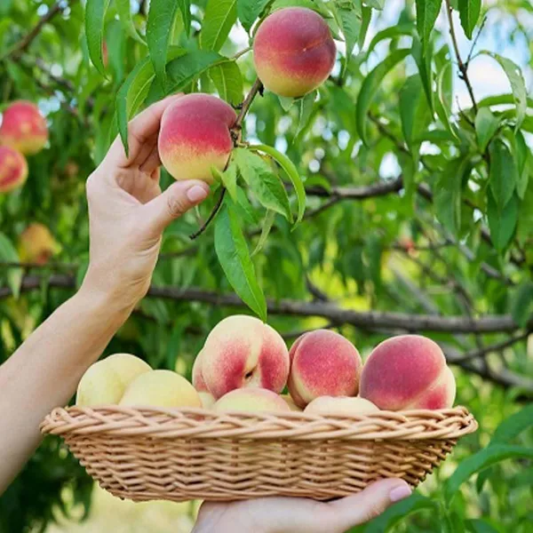 Sharbati_Peach_Grafted_Fruit_Plant_(2-3_Feet_Height)