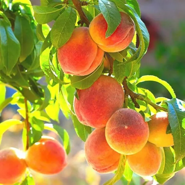 Sharbati_Peach_Grafted_Fruit_Plant_(2-3_Feet_Height)