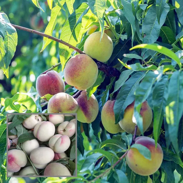 Prabhat_Peach_Grafted_Fruit_Plant_(2-3_Feet_Height)