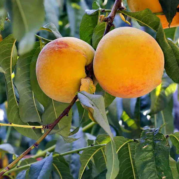 Prabhat_Peach_Grafted_Fruit_Plant_(2-3_Feet_Height)