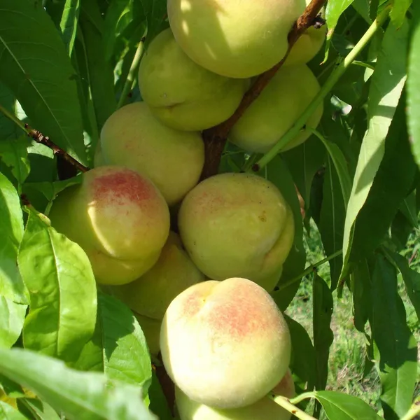 Prabhat_Peach_Grafted_Fruit_Plant_(2-3_Feet_Height)