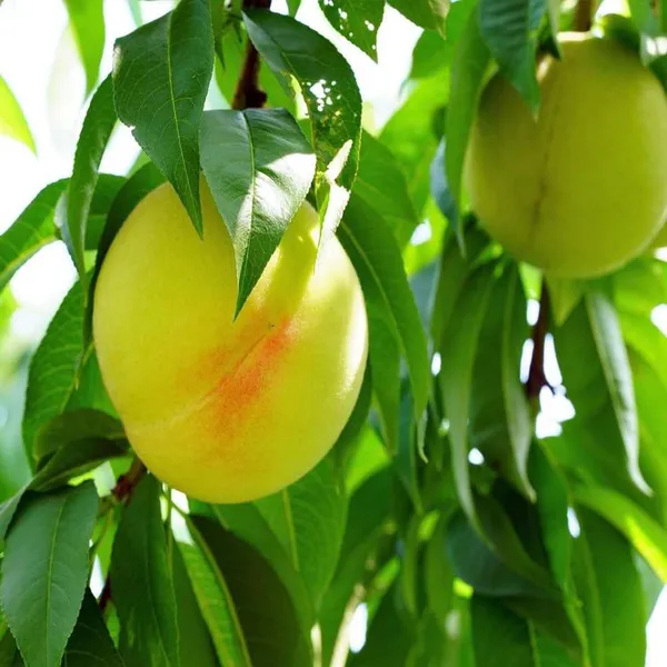 Prabhat_Peach_Grafted_Fruit_Plant_(2-3_Feet_Height)