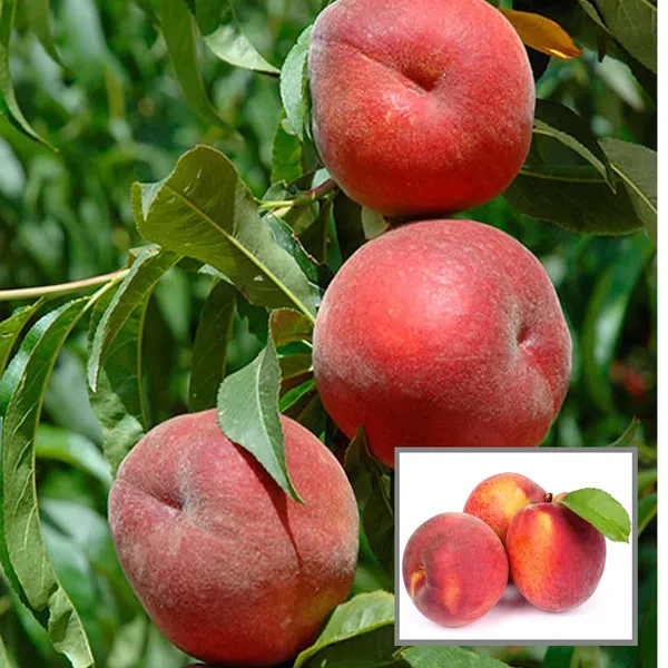 Floridaprince_Peach_Grafted_Fruit_Plant_(2-3_Feet_Height)