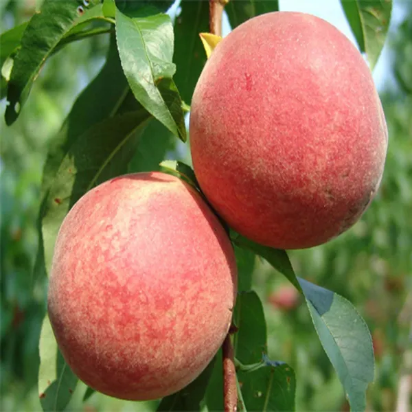 Floridaprince_Peach_Grafted_Fruit_Plant_(2-3_Feet_Height)