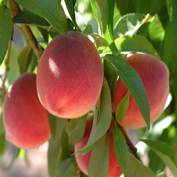 Floridaprince_Peach_Grafted_Fruit_Plant_(2-3_Feet_Height)