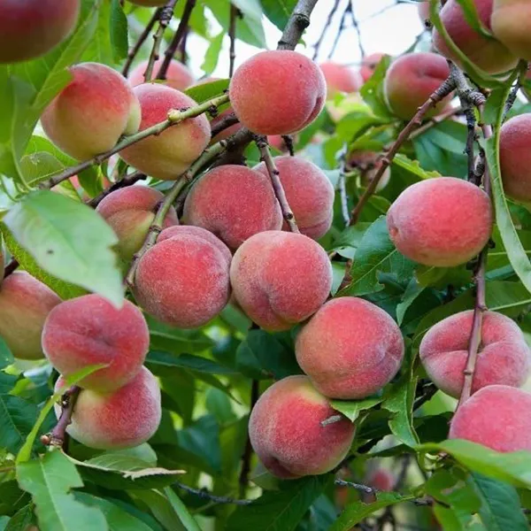 Floridaprince_Peach_Grafted_Fruit_Plant_(2-3_Feet_Height)