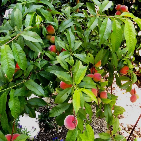 Floridaprince_Peach_Grafted_Fruit_Plant_(2-3_Feet_Height)