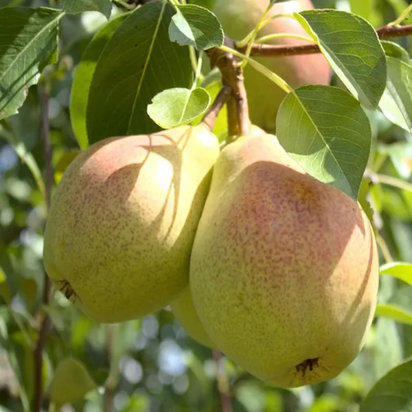 Pear_Pyrus_Communis_Nashpati_Layering/Grafted_Fruit_Plant_(1.5-3_Feet_Height)