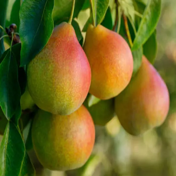 Pear_Pyrus_Communis_Nashpati_Layering/Grafted_Fruit_Plant_(1.5-3_Feet_Height)