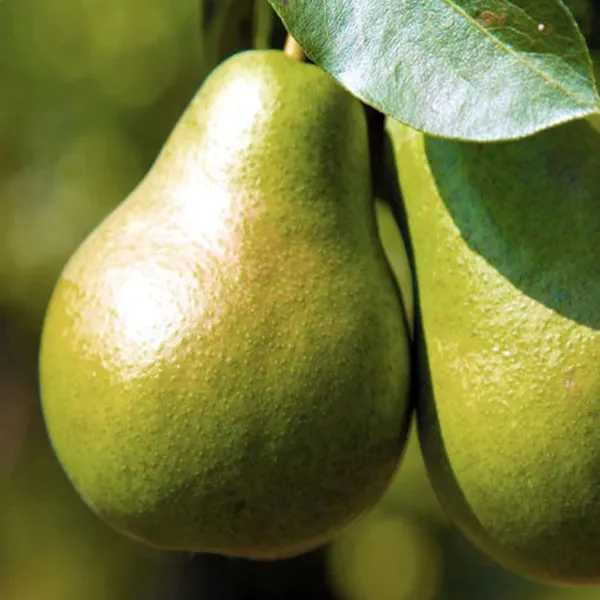 Pear_Pyrus_Communis_Nashpati_Layering/Grafted_Fruit_Plant_(1.5-3_Feet_Height)