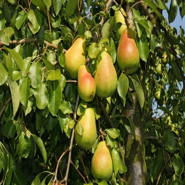 Pear_Pyrus_Communis_Nashpati_Layering/Grafted_Fruit_Plant_(1.5-3_Feet_Height)