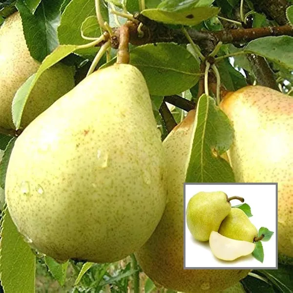 Babugosha_Pear_Pyrus_Communis_Nashpati_Layering/Grafted_Fruit_Plant_(1.5-3_Feet_Height)