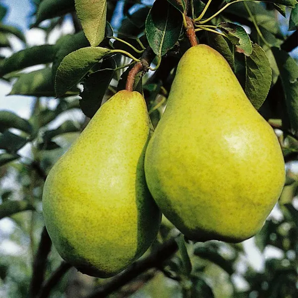 Babugosha_Pear_Pyrus_Communis_Nashpati_Layering/Grafted_Fruit_Plant_(1.5-3_Feet_Height)