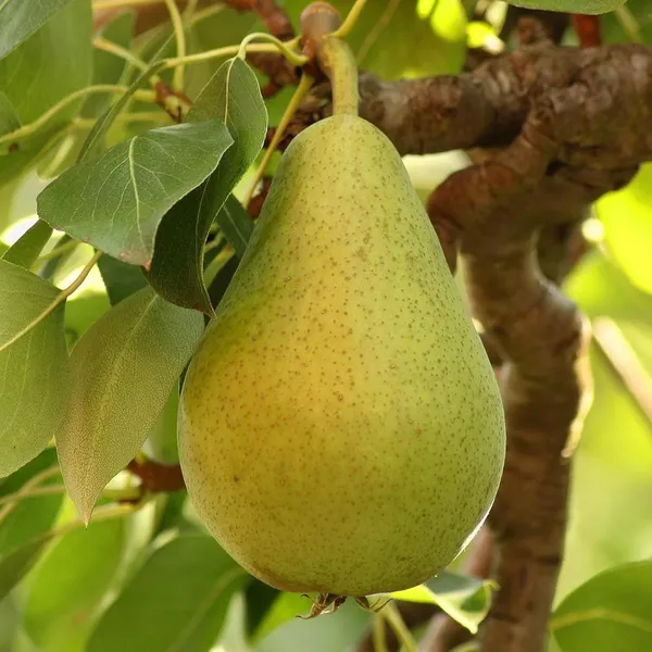 Babugosha_Pear_Pyrus_Communis_Nashpati_Layering/Grafted_Fruit_Plant_(1.5-3_Feet_Height)