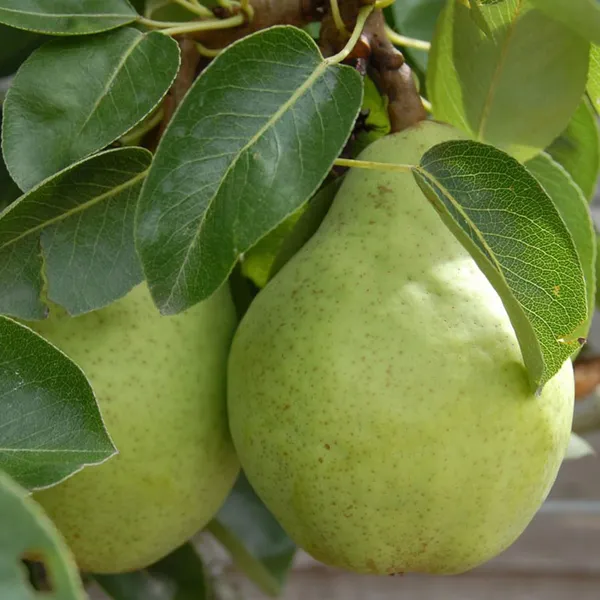Babugosha_Pear_Pyrus_Communis_Nashpati_Layering/Grafted_Fruit_Plant_(1.5-3_Feet_Height)