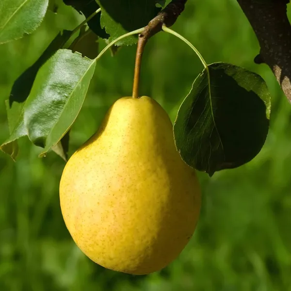 Babugosha_Pear_Pyrus_Communis_Nashpati_Layering/Grafted_Fruit_Plant_(1.5-3_Feet_Height)