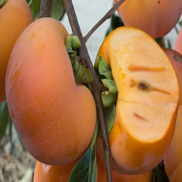 Fuyu_Persimmon_Grafted_Fruit_Plant_(2-3_Feet_Height)