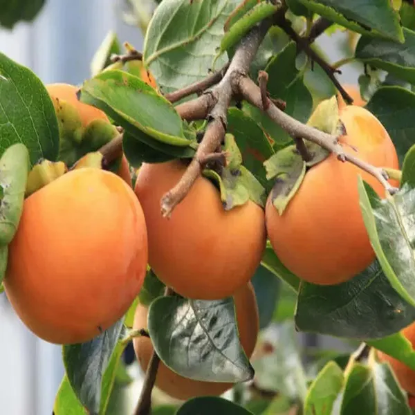 Fuyu_Persimmon_Grafted_Fruit_Plant_(2-3_Feet_Height)
