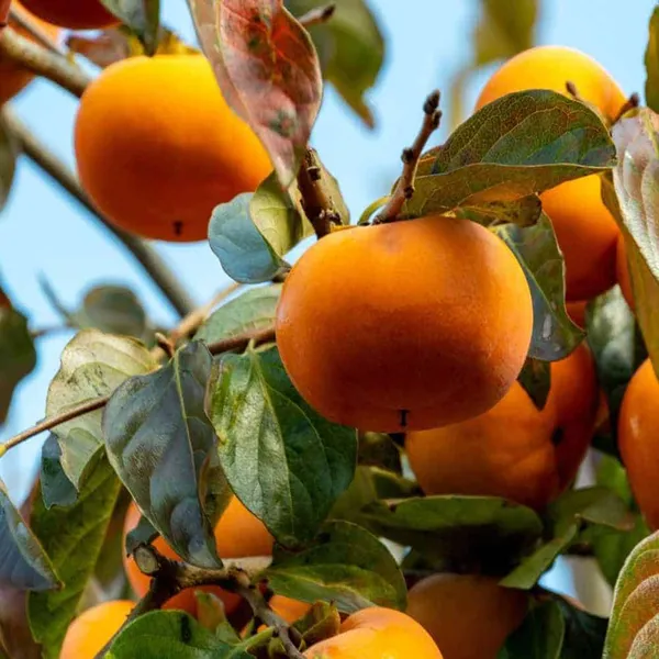 Fuyu_Persimmon_Grafted_Fruit_Plant_(2-3_Feet_Height)