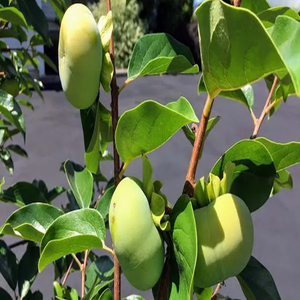 Fuyu_Persimmon_Grafted_Fruit_Plant_(2-3_Feet_Height)