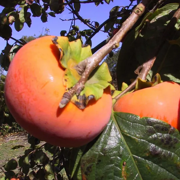 Fuyu_Persimmon_Grafted_Fruit_Plant_(2-3_Feet_Height)