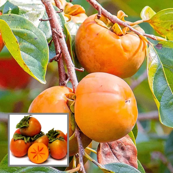 Eureka_Persimmon_Grafted_Fruit_Plant_(2-3_Feet_Height)