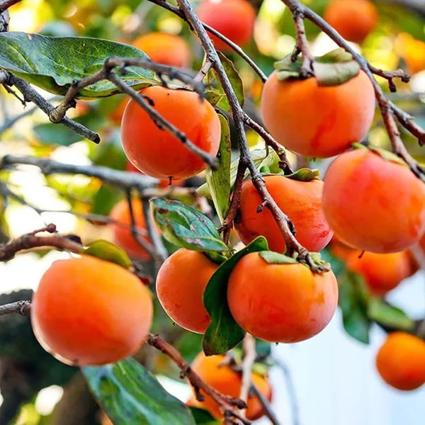 Eureka_Persimmon_Grafted_Fruit_Plant_(2-3_Feet_Height)