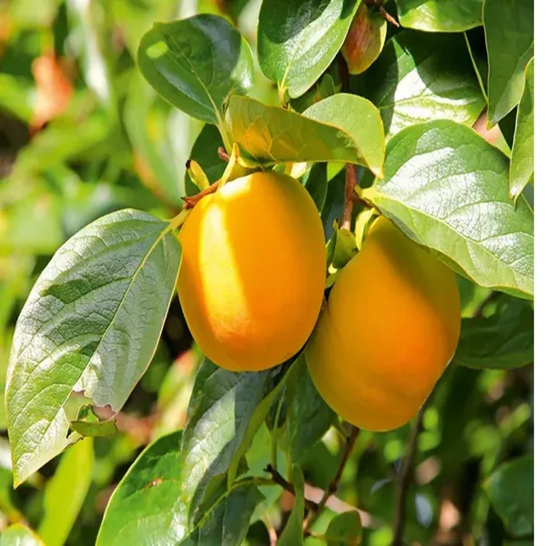 Eureka_Persimmon_Grafted_Fruit_Plant_(2-3_Feet_Height)