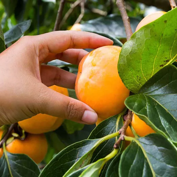 Eureka_Persimmon_Grafted_Fruit_Plant_(2-3_Feet_Height)