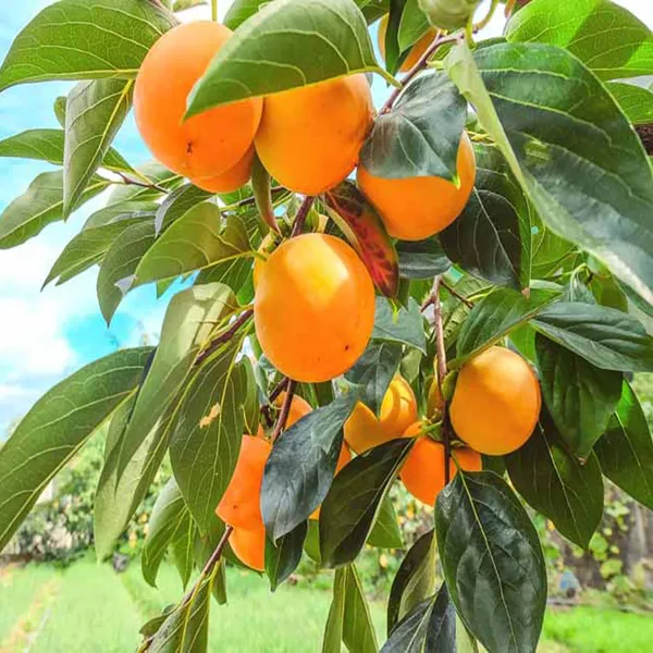 Eureka_Persimmon_Grafted_Fruit_Plant_(2-3_Feet_Height)
