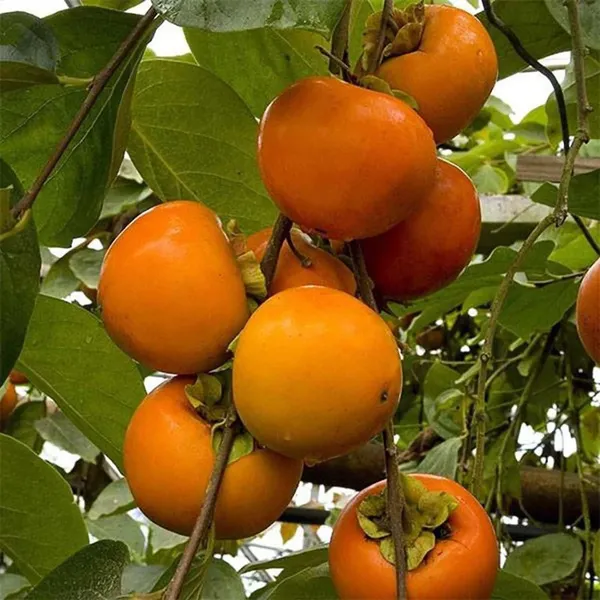 Eureka_Persimmon_Grafted_Fruit_Plant_(2-3_Feet_Height)