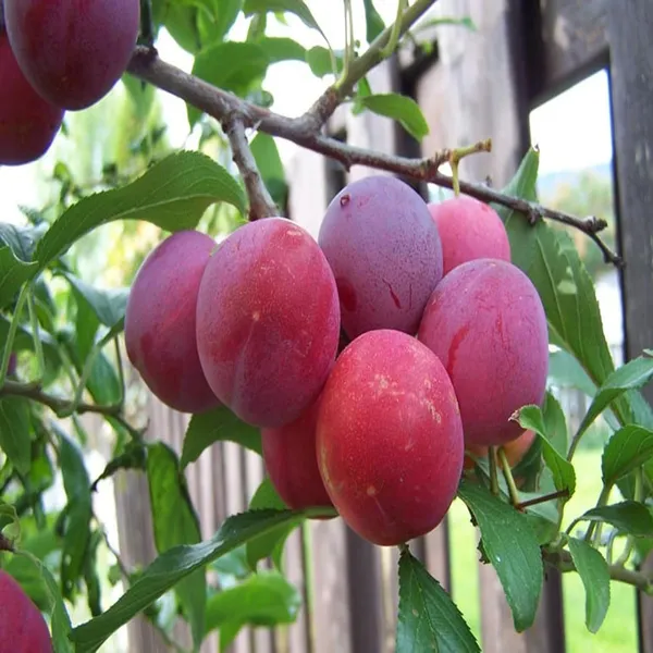 Red_Plum_Aloo_Bukhara_Layering/Grafted_Fruit_Plant_(1.5-3_Feet_Height)