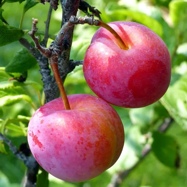 Red_Plum_Aloo_Bukhara_Layering/Grafted_Fruit_Plant_(1.5-3_Feet_Height)