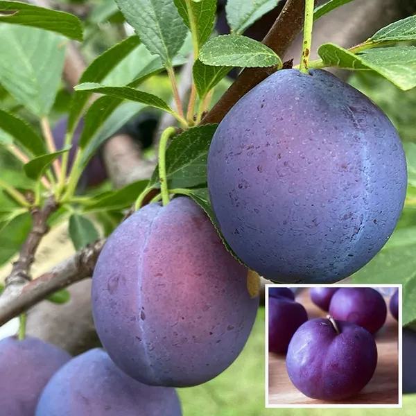 Satluj_Purple_Plum_Aloo_Bukhara_Layering/Grafted_Fruit_Plant_(1.5-3_Feet_Height)