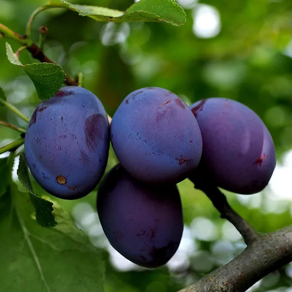Satluj_Purple_Plum_Aloo_Bukhara_Layering/Grafted_Fruit_Plant_(1.5-3_Feet_Height)