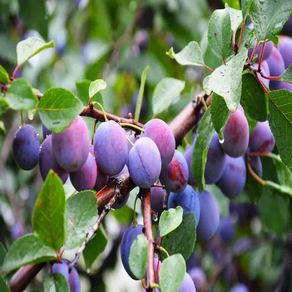 Satluj_Purple_Plum_Aloo_Bukhara_Layering/Grafted_Fruit_Plant_(1.5-3_Feet_Height)