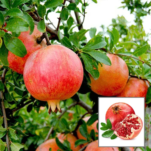 Anar_Ganesh_Pomegranate_Layering/Grafted_Fruit_Plant_(1.5-3_Feet_Height)
