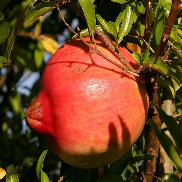 Anar_Ganesh_Pomegranate_Layering/Grafted_Fruit_Plant_(1.5-3_Feet_Height)